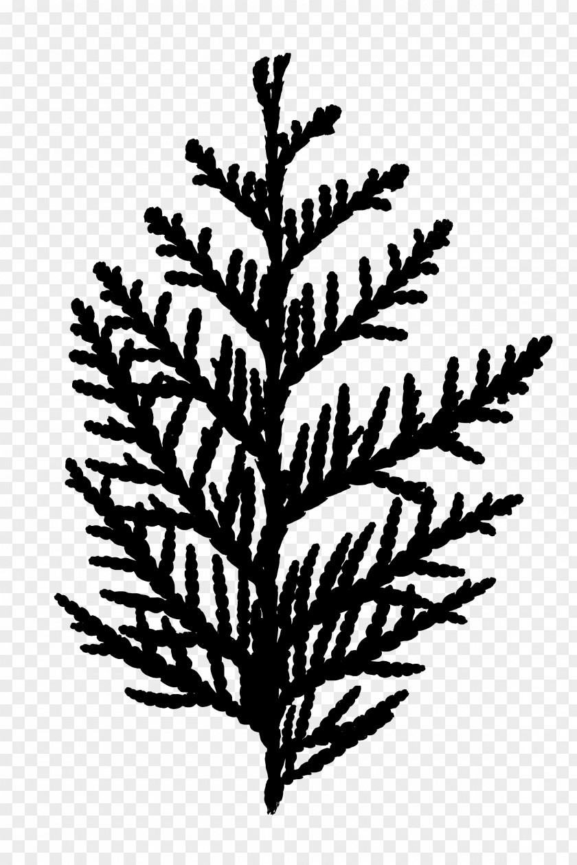 M Leaf Plant Stem Twig Font Black & White PNG