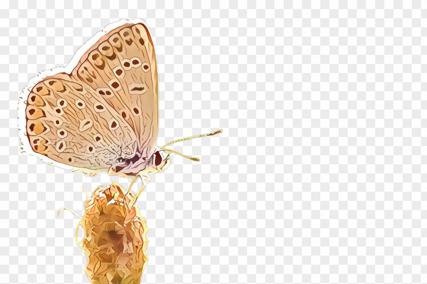 Moths And Butterflies Butterfly Insect Lycaenid Lycaena PNG