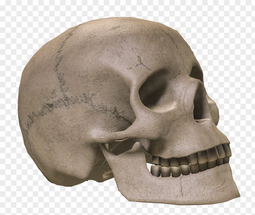 Skulls Skull Bone Skeleton PNG