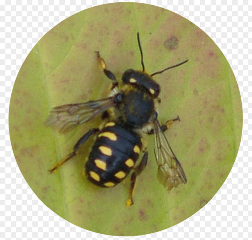 Delimiter Honey Bee Insect Anthidium Manicatum Hymenopterans PNG