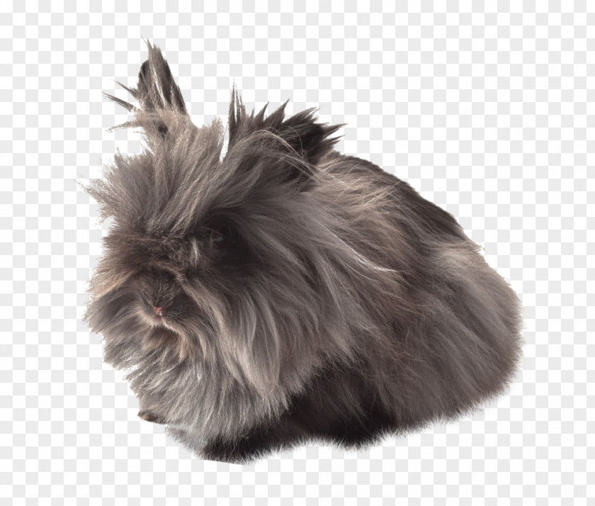 Domestic Rabbit Affenpinscher Fur Dog Breed Whiskers PNG