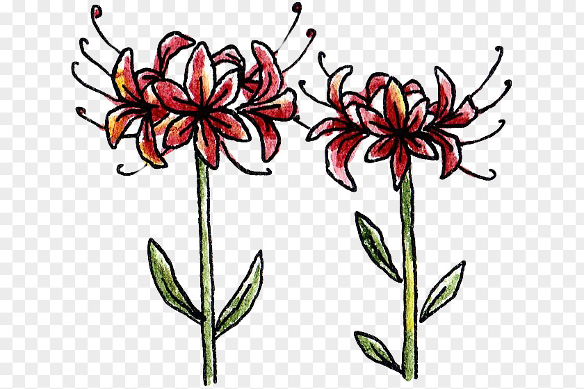 Plant Red Spider Lily Clip Art PNG