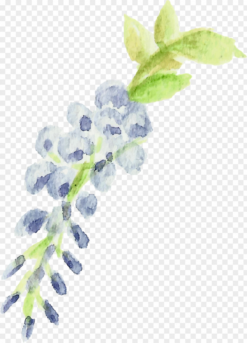 Wisteria Lilac Violet Plant Stem Lavender PNG