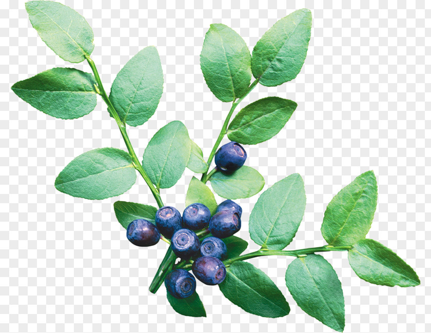 Blueberry Bilberry Clip Art PNG