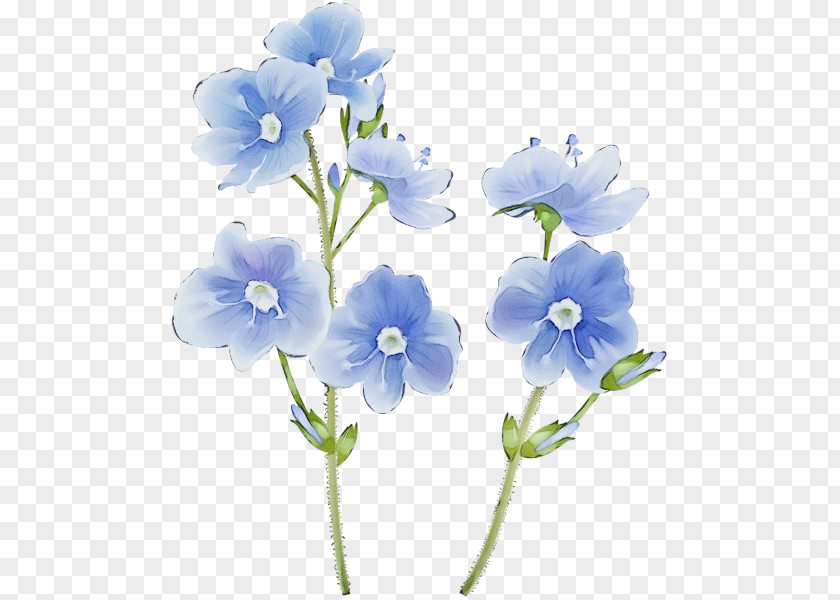 Dayflower Family Blue Watercolor Flowers PNG