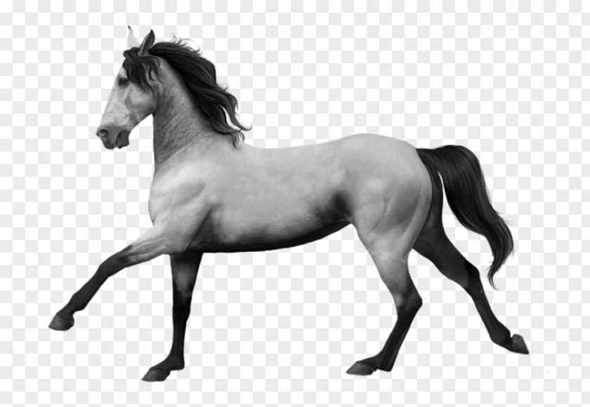 Mustang Mane Stallion Andalusian Horse Mare PNG