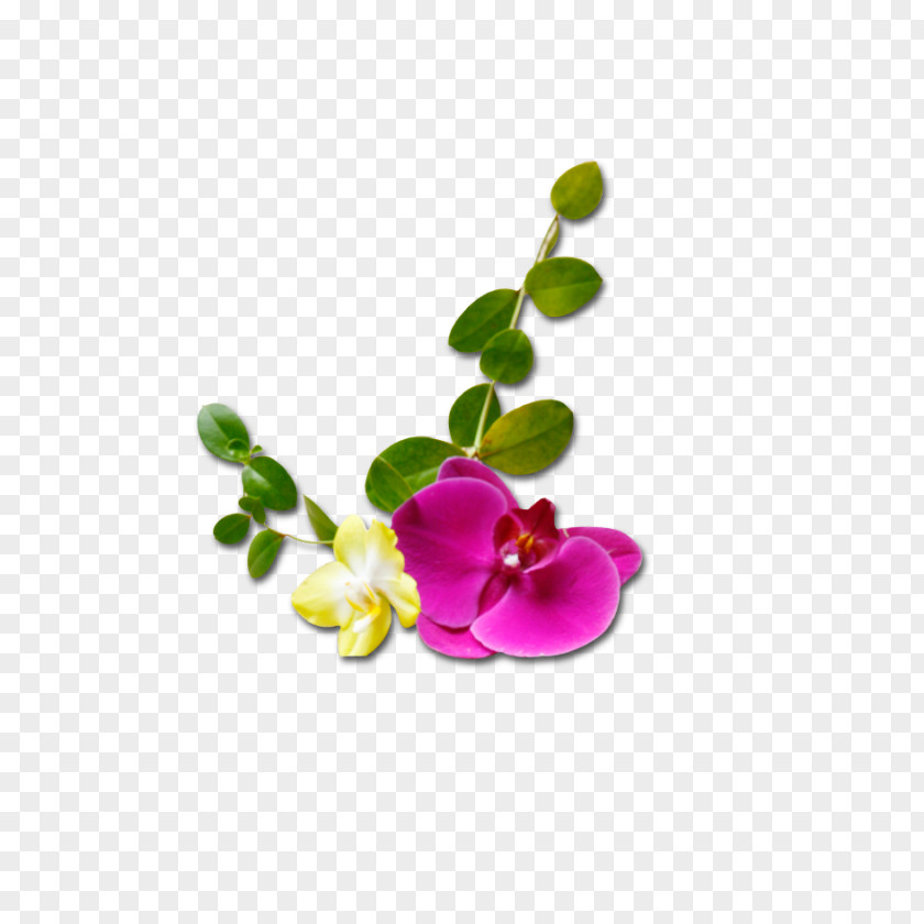 Pea Shanghai PNG