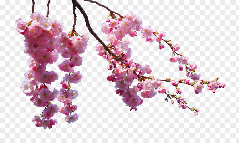 Pink Cherry Blossom Branches PNG cherry blossom branches clipart PNG
