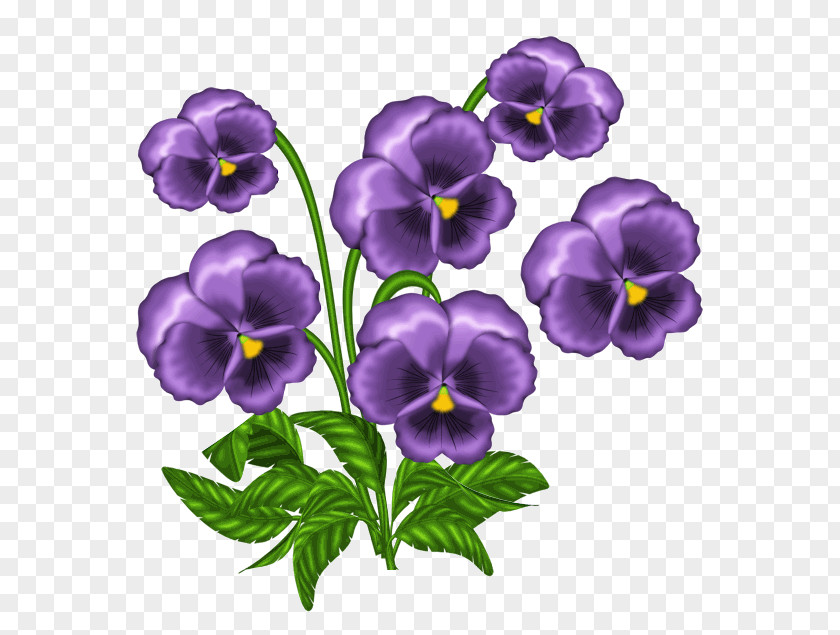 Captivity Light African Violets Clip Art PNG