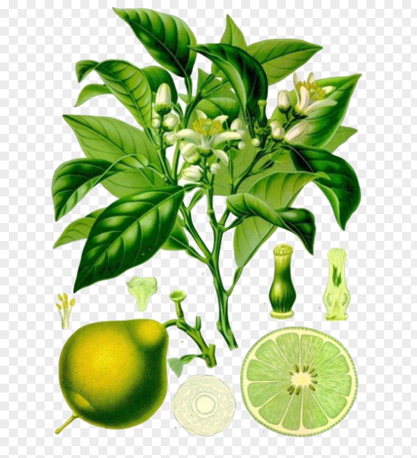 Free Bergamot Plant Material To Pull Orange Bitter Lemon Earl Grey Tea Key Lime PNG