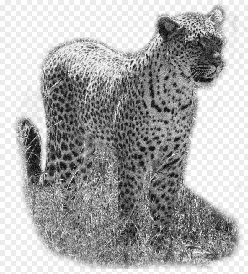Leopard Snow Cheetah Jaguar Whiskers PNG