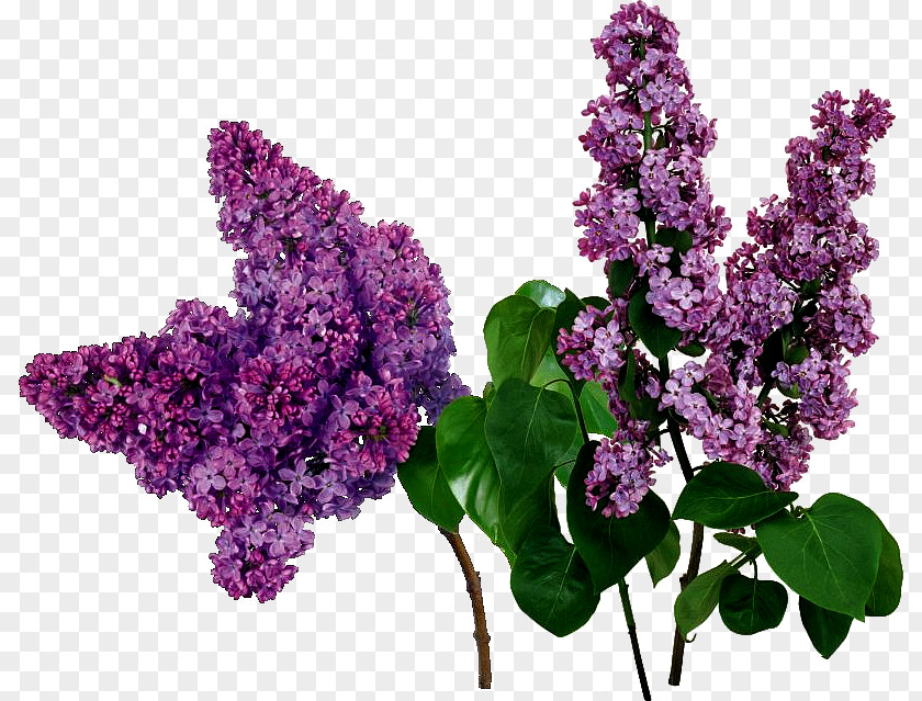 Liliac Common Lilac Purple Flower Red PNG