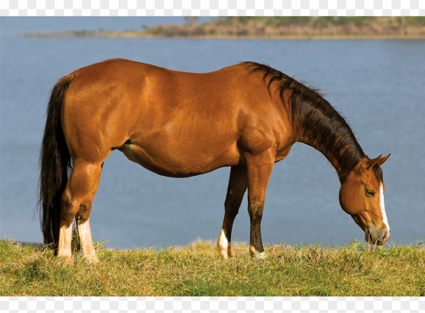 Mustang Mare Stallion Halter Pasture PNG
