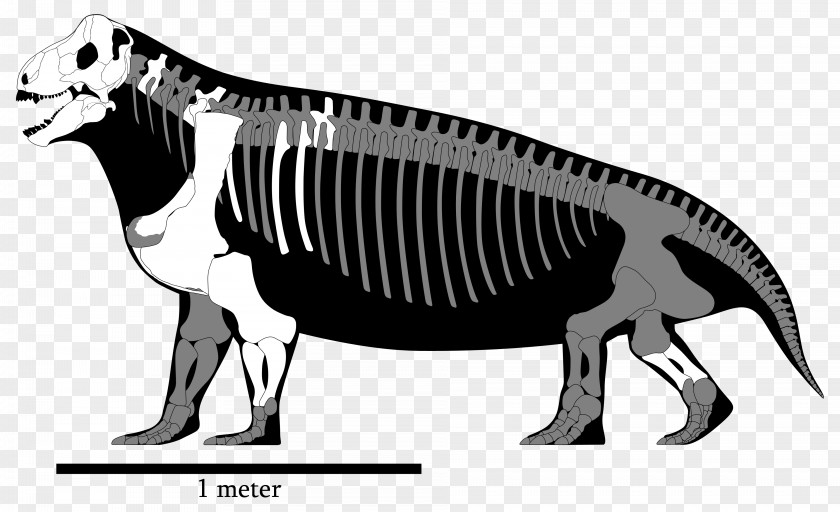 Reconstruction Spinosaurus Tyrannosaurus Megalosaurus Ceratosaurus Ulemosaurus PNG