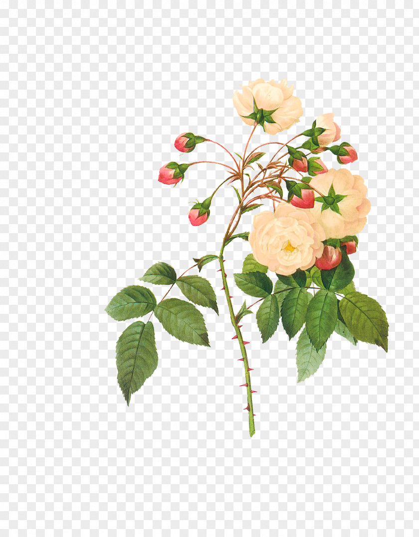 Rosa Rubiginosa Pink Rose PNG