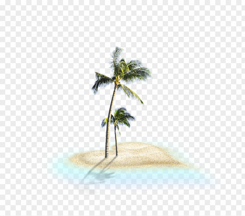 Beach Tree Clip Art PNG