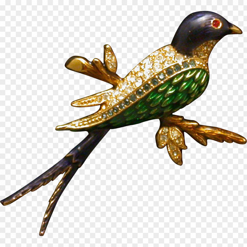 Bird Piciformes Beak Coraciiformes Feather PNG