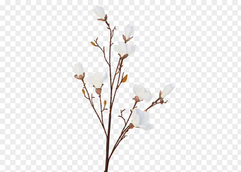 Cherry Blossom Twig Flower Spring PNG