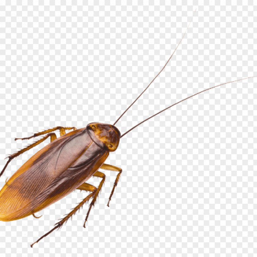 Cockroach Oriental Pest Control Termite PNG