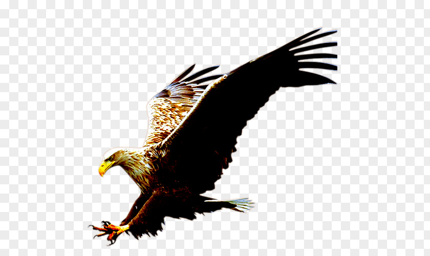 Eagle Computer File PNG