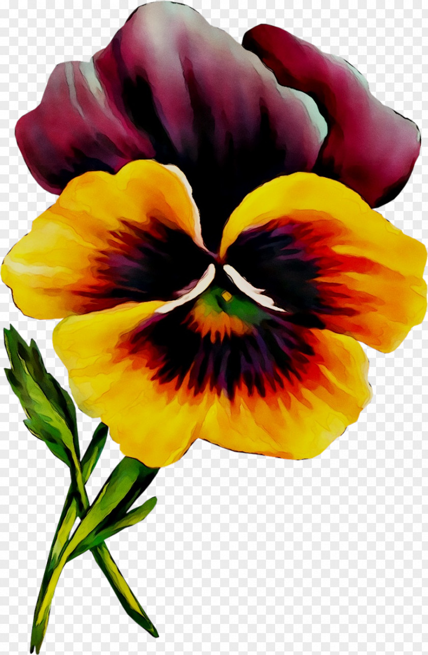 Pansy Clip Art Image Openclipart Free Content PNG