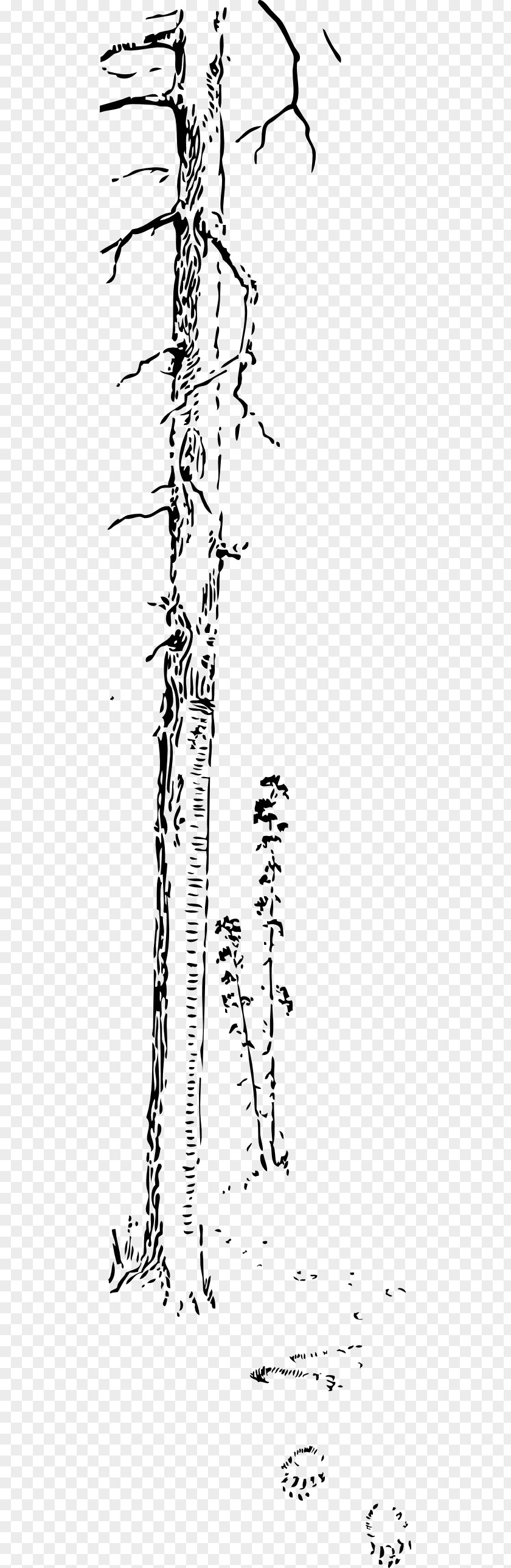Tall Tree Download Clip Art PNG
