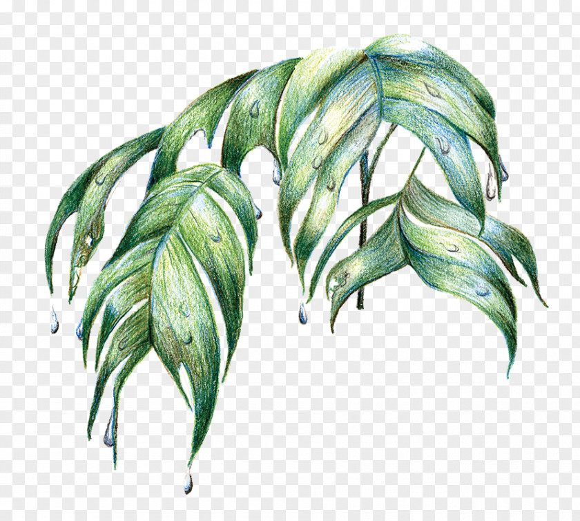 Tropical Leaf Amazon Rainforest Tree PNG