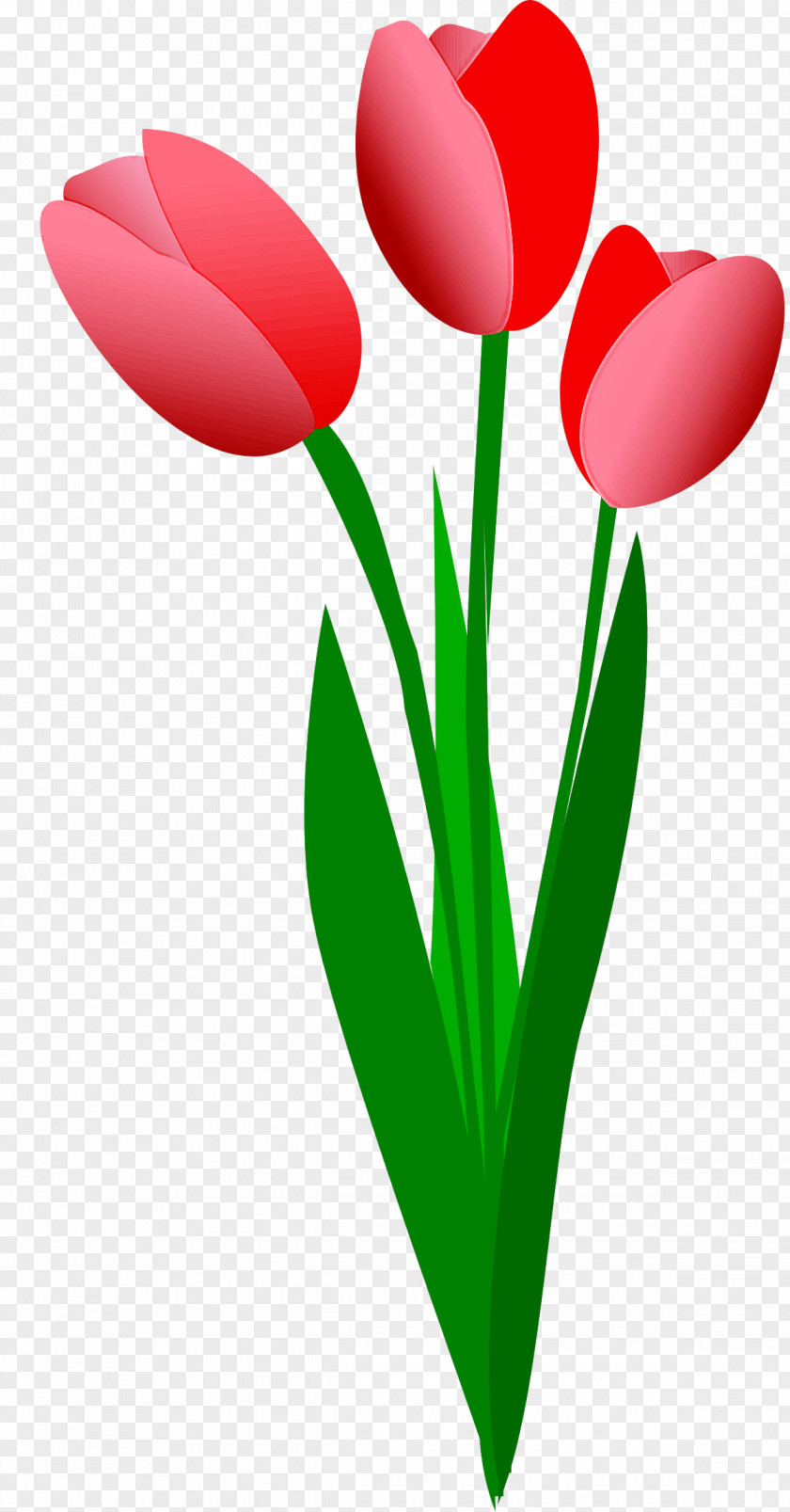 Tulip Red Petal Flower Plant PNG