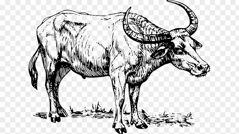 Water Buffalo Drawing Clip Art PNG