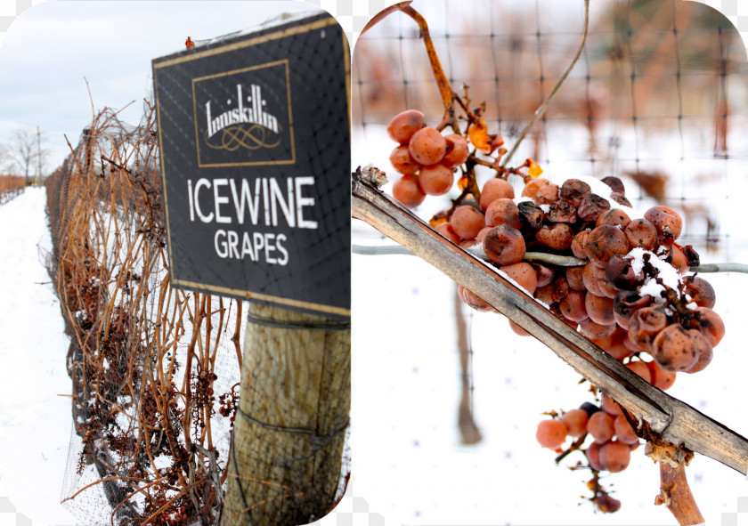 Wine Festival Inniskillin Ice Vintners Quality Alliance Grape PNG