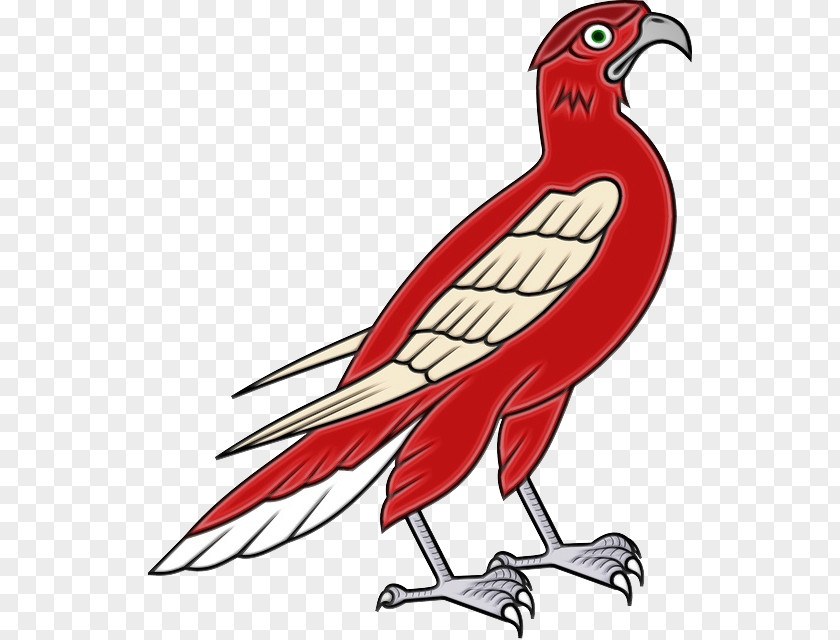 Bird Beak Wing Falconiformes PNG
