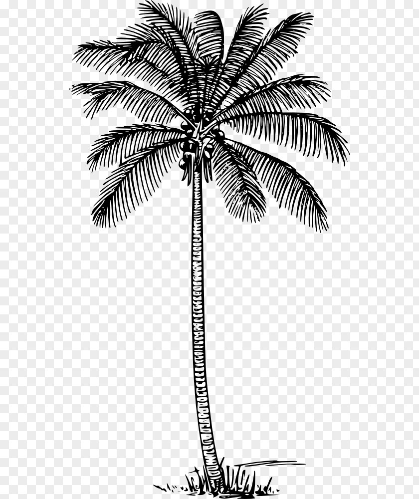 Coconut Tree File Arecaceae Wall Decal PNG