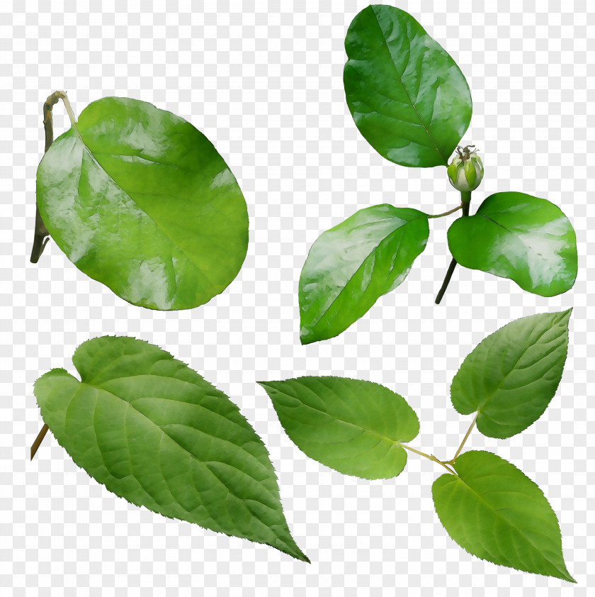 Leaf Herbalism PNG