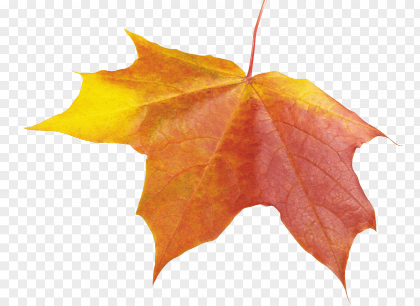 Autumn Leaf Maple Color PNG