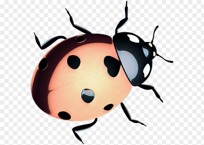 Beetle Clip Art Snout Membrane Insect PNG