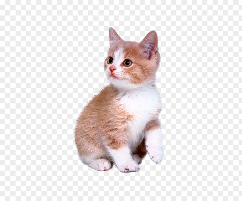 Cute Kitten PNG