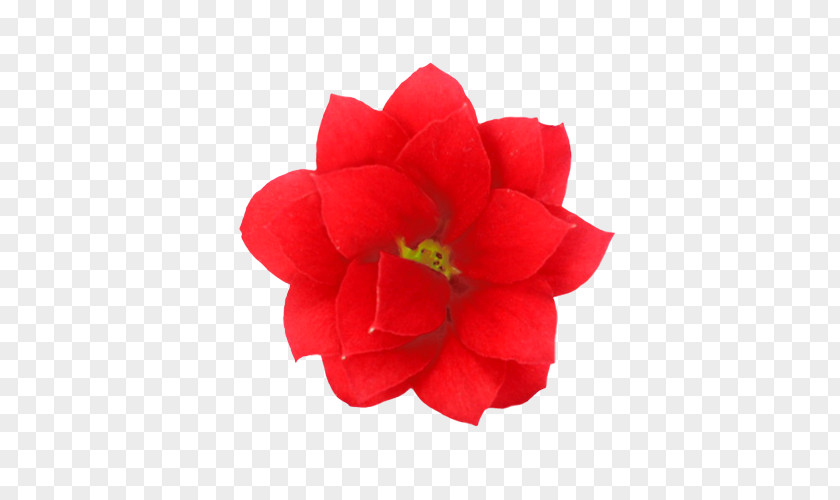 Flower Red Safflower Framework Amigo Plant Garden Roses Cut Flowers Widow's-thrill PNG