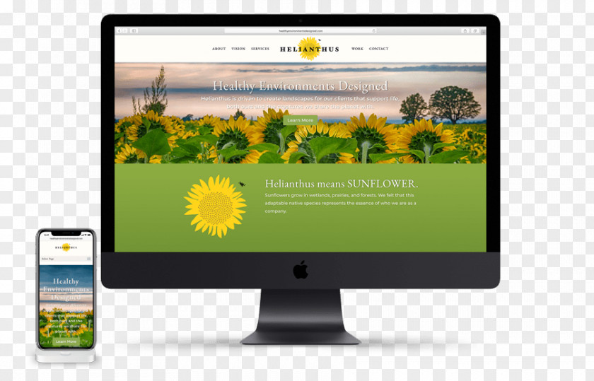 Helianthus Common Sunflower Sustainable Landscaping Computer Monitors Multimedia PNG