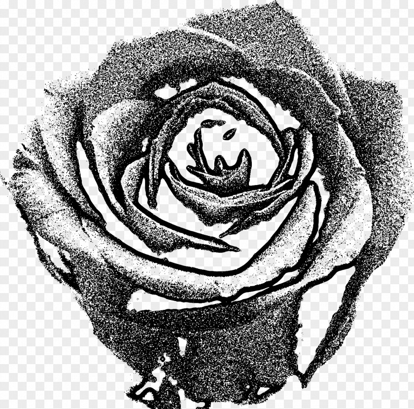 Rose Garden Roses Drawing Black And White PNG