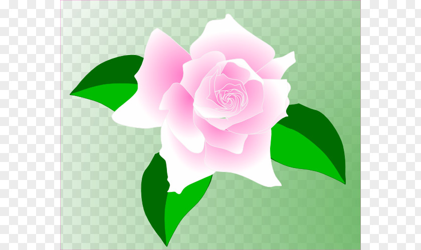 Animated Roses Images Rose Pink Clip Art PNG