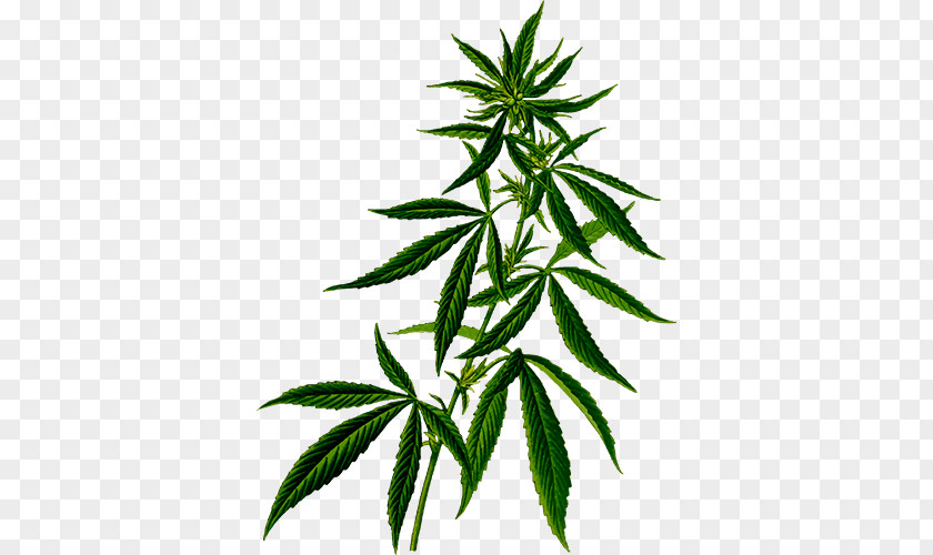 Cannabis Medical Hemp Plant Sativa PNG