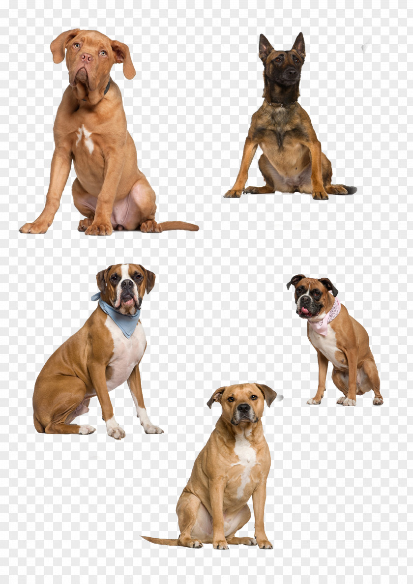 Dogs Dog Icon PNG