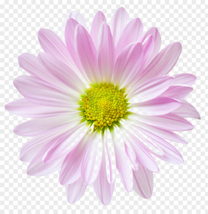 Flower Floral Clock Stock.xchng Common Daisy PNG