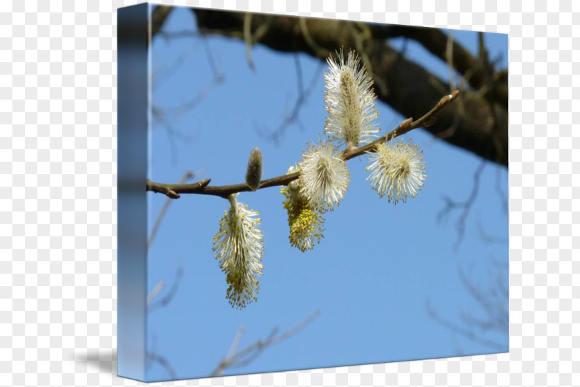 Flower Twig Stock Photography Plant Stem PNG