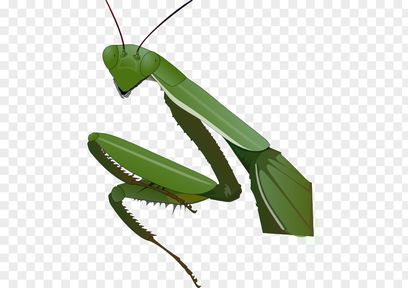 Mantis Cliparts Insect Drawing Clip Art PNG