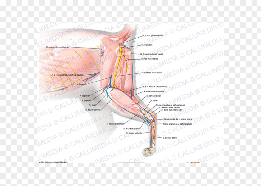 Arm Finger Nerve Muscle Blood Vessel Nervous System PNG