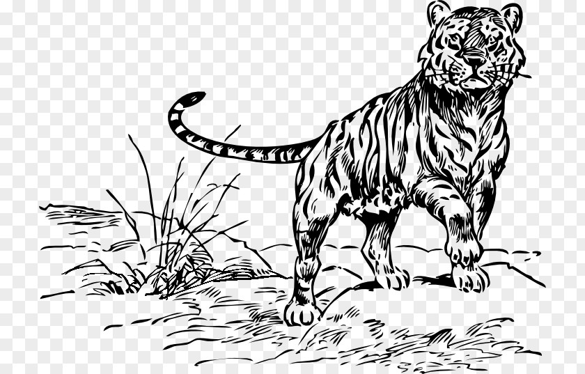 Drak Vector White Tiger Drawing Clip Art PNG