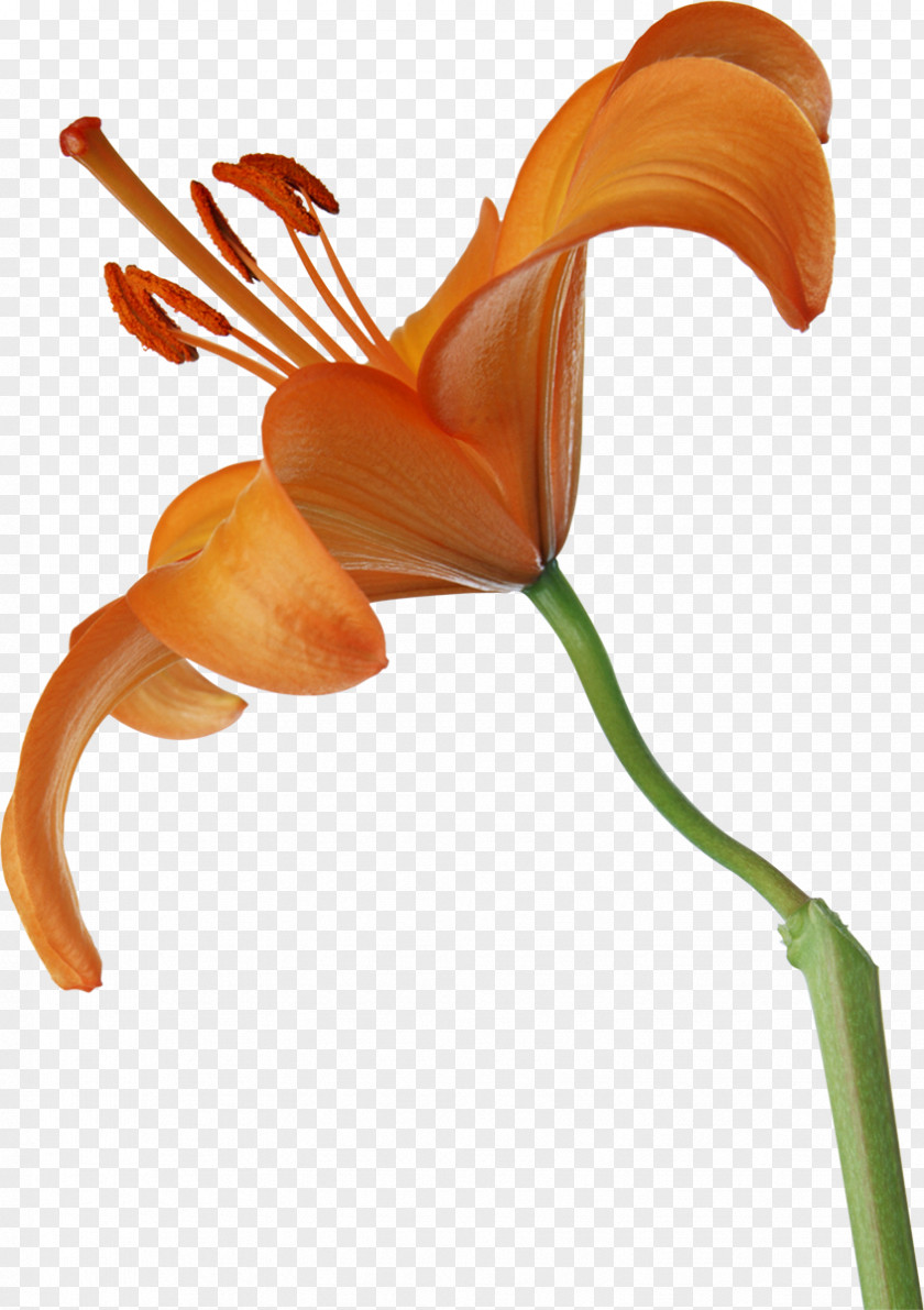 Lily Flower Lilium PNG