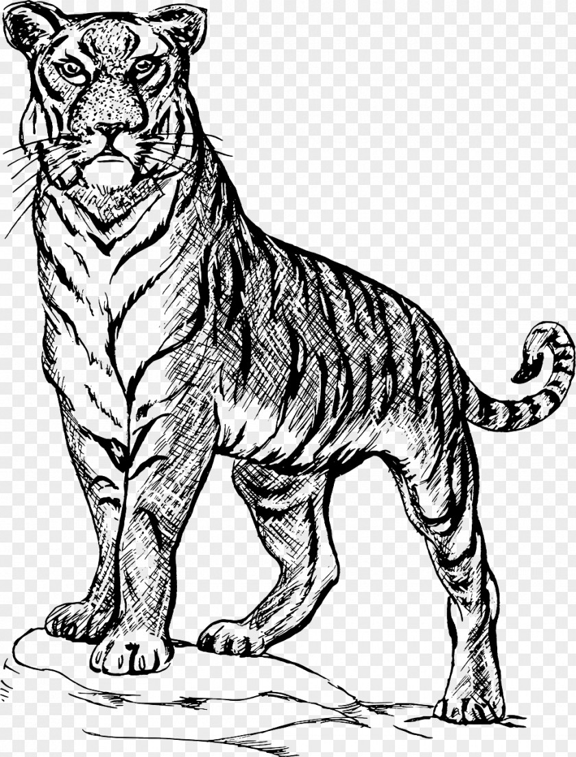 Tiger Sketch Drawing Line Art Image PNG