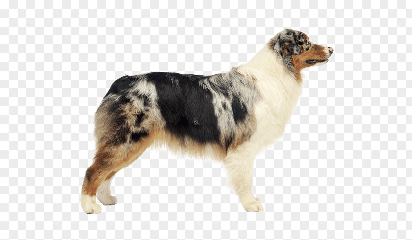 Dog Breed Australian Shepherd German Miniature American Kelpie PNG